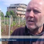 I vini della Costa Viola – Petrachjana