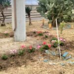Cura del verde nelle aree intorno la Stazione FS di RC S Caterina