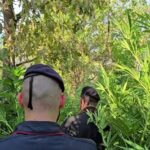 ROSARNO Blitz dei Carabinieri nelle campagne: scoperta una piantagione con oltre 1000 piante di marijuana, tre arresti