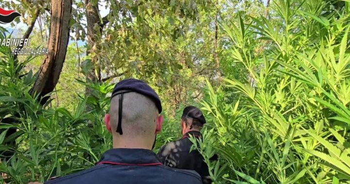 ROSARNO Blitz dei Carabinieri nelle campagne: scoperta una piantagione con oltre 1000 piante di marijuana, tre arresti