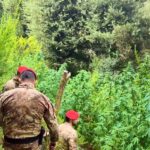Boschi dell’Aspromonte e delle Preserre utilizzati per coltivare marijuana: cinque piantagioni scoperte, oltre 1.000 piante e un valore potenziale superiore al milione di euro. due arresti