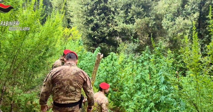 Boschi dell’Aspromonte e delle Preserre utilizzati per coltivare marijuana: cinque piantagioni scoperte, oltre 1.000 piante e un valore potenziale superiore al milione di euro. due arresti