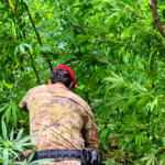 GIOIOSA JONICA Piante di canapa indiana alte fino a 4 metri: scoperta una piantagione nelle “preserre calabresi”