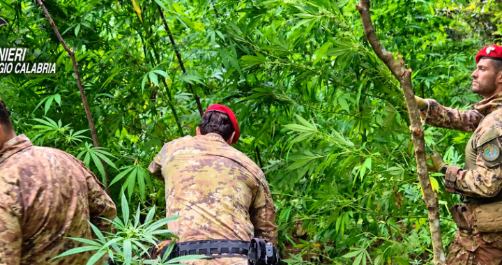 GIOIOSA JONICA Piante di canapa indiana alte fino a 4 metri: scoperta una piantagione nelle “preserre calabresi”