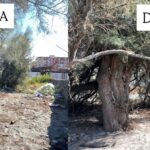Plastic Free Sea & Rivers, a Reggio Calabria rimosse due tonnellate di rifiuti dal Parco Lineare Sud
