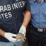 A Pellaro controlli dei Carabinieri