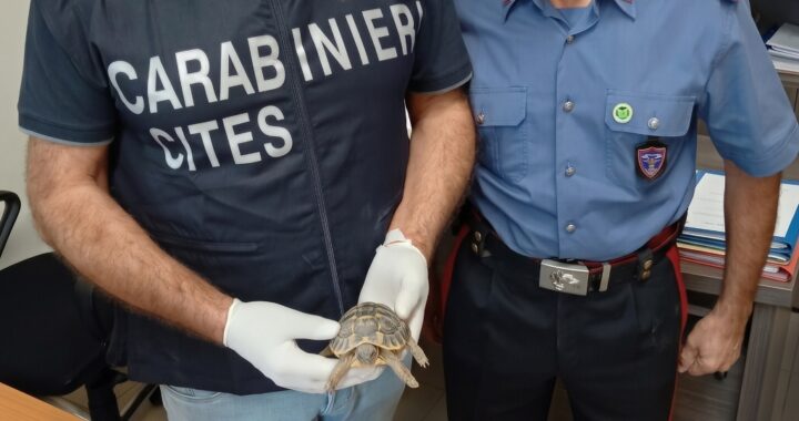 A Pellaro controlli dei Carabinieri