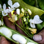 Giovedì 29 ottobre a Delianuova la presentazione del nuovo Presìdio Slow Food “Fagioli Pappaluni d’Aspromonte”